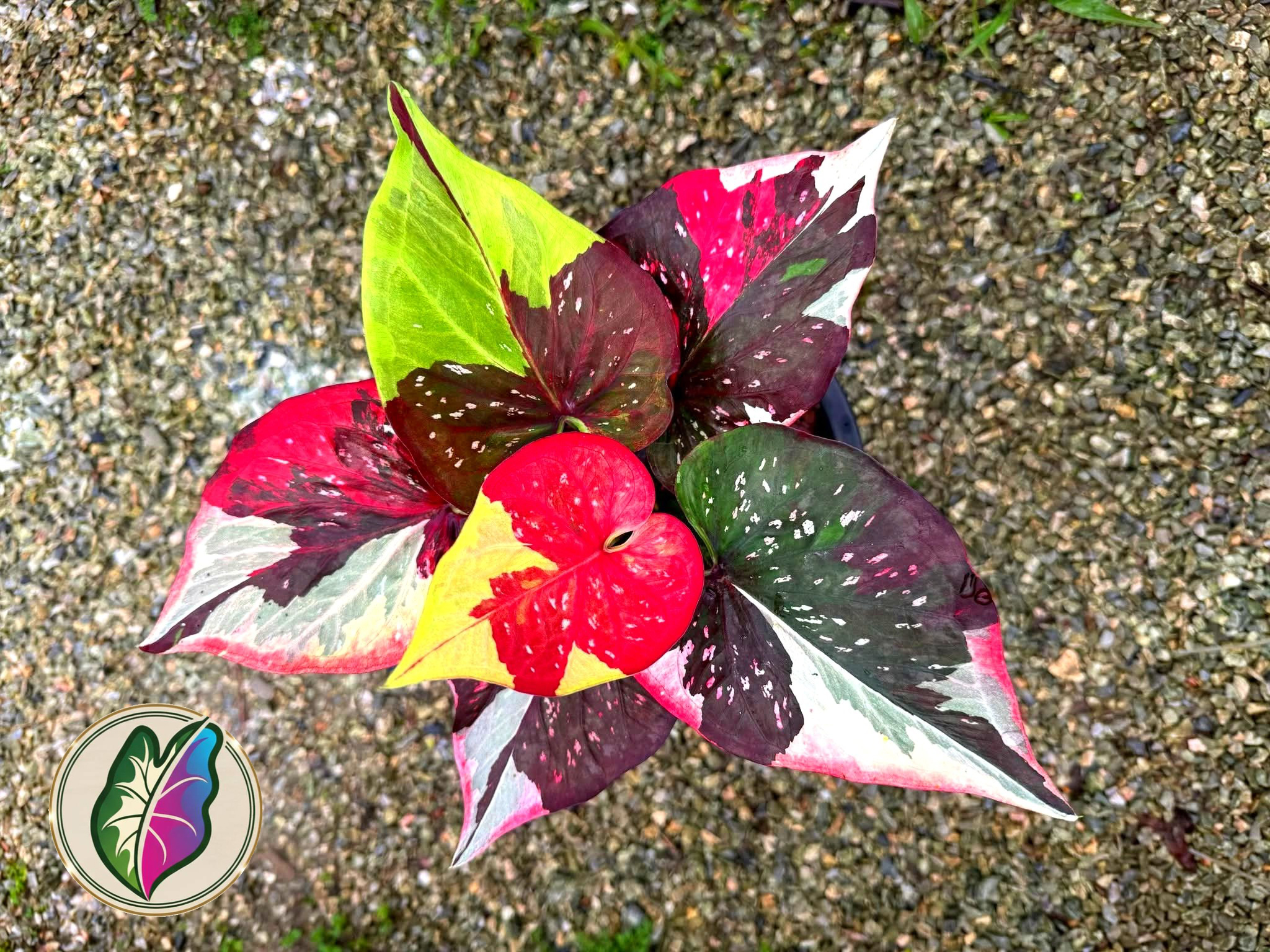 Caladium